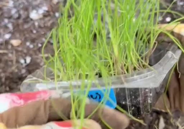 Planting young chive seedlings around the edge of a fruit tree bed.