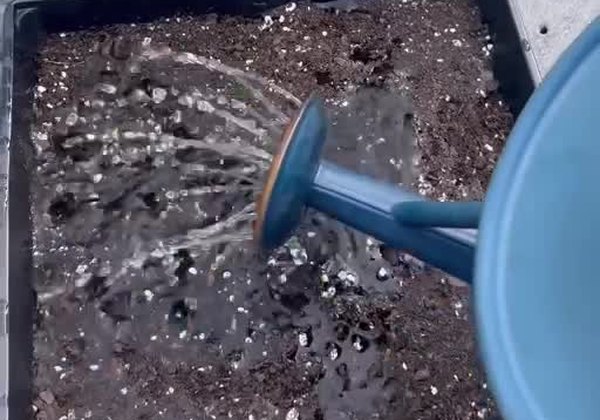 Watering a tray after sowing chive seeds.
