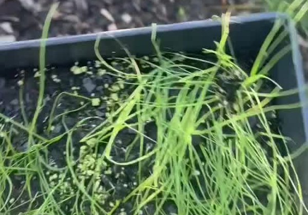 A tray filled with young green chive seedlings.