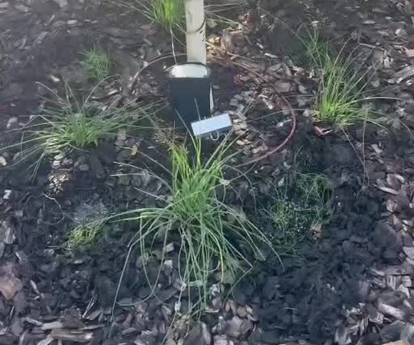 Young chive plants forming a fuller living border around a fruit tree.