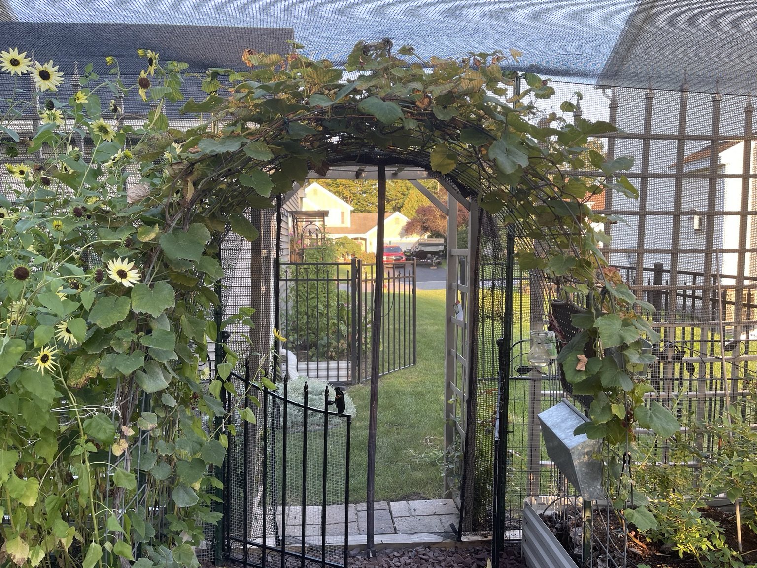 A vine-covered entrance leading into the enclosed garden.