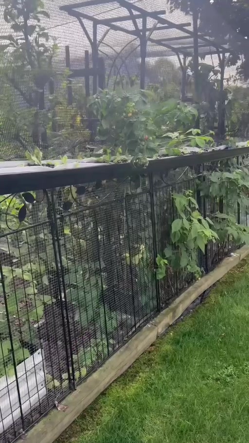 An elevated gutter planter mounted along the garden fence with young lettuce growing inside.