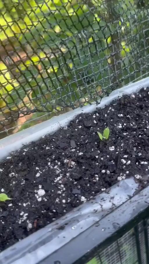 Young lettuce seedlings growing in the lined gutter planter.