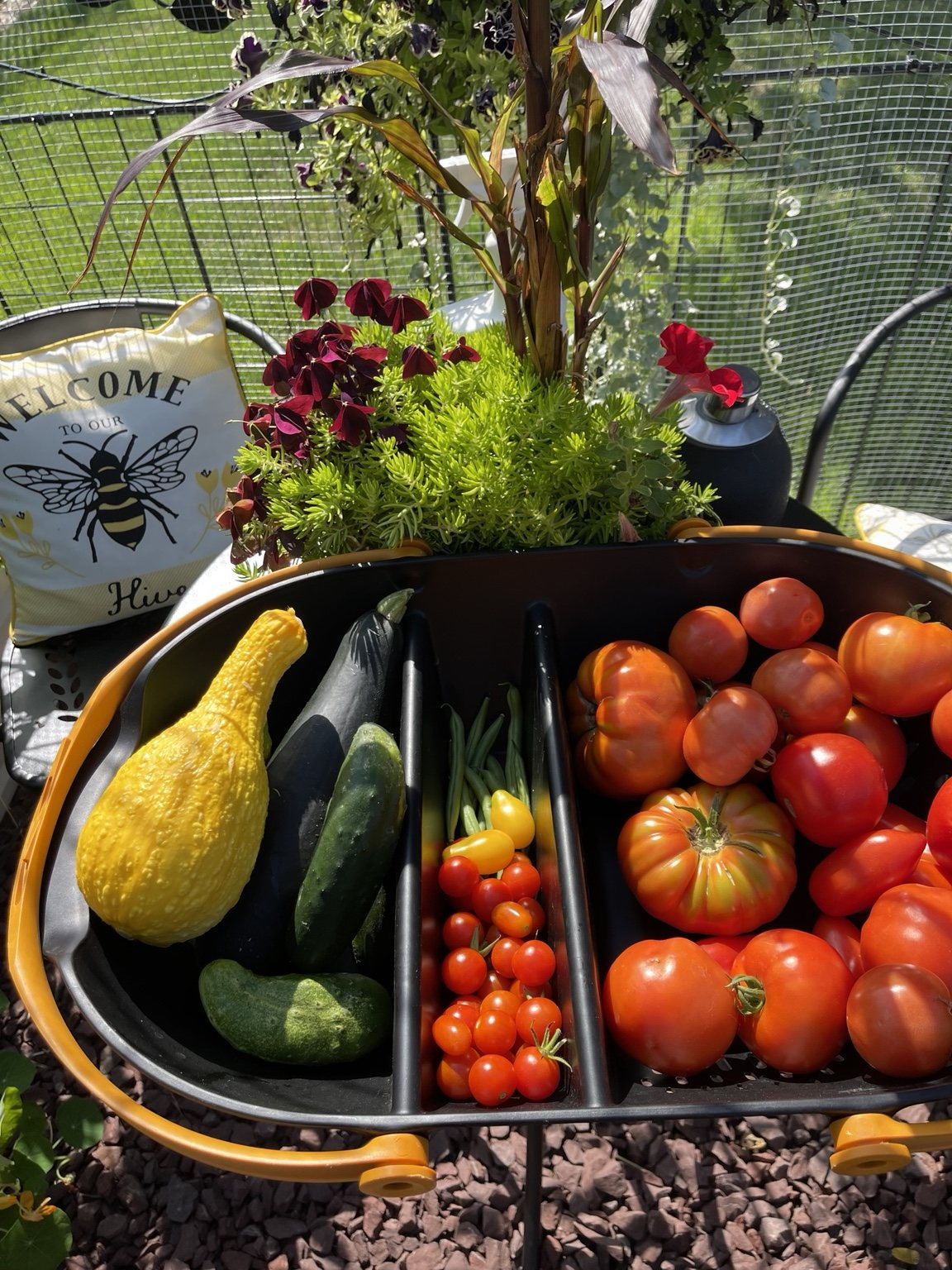 A garden harvest of tomatoes, cucumbers, beans, and squash.