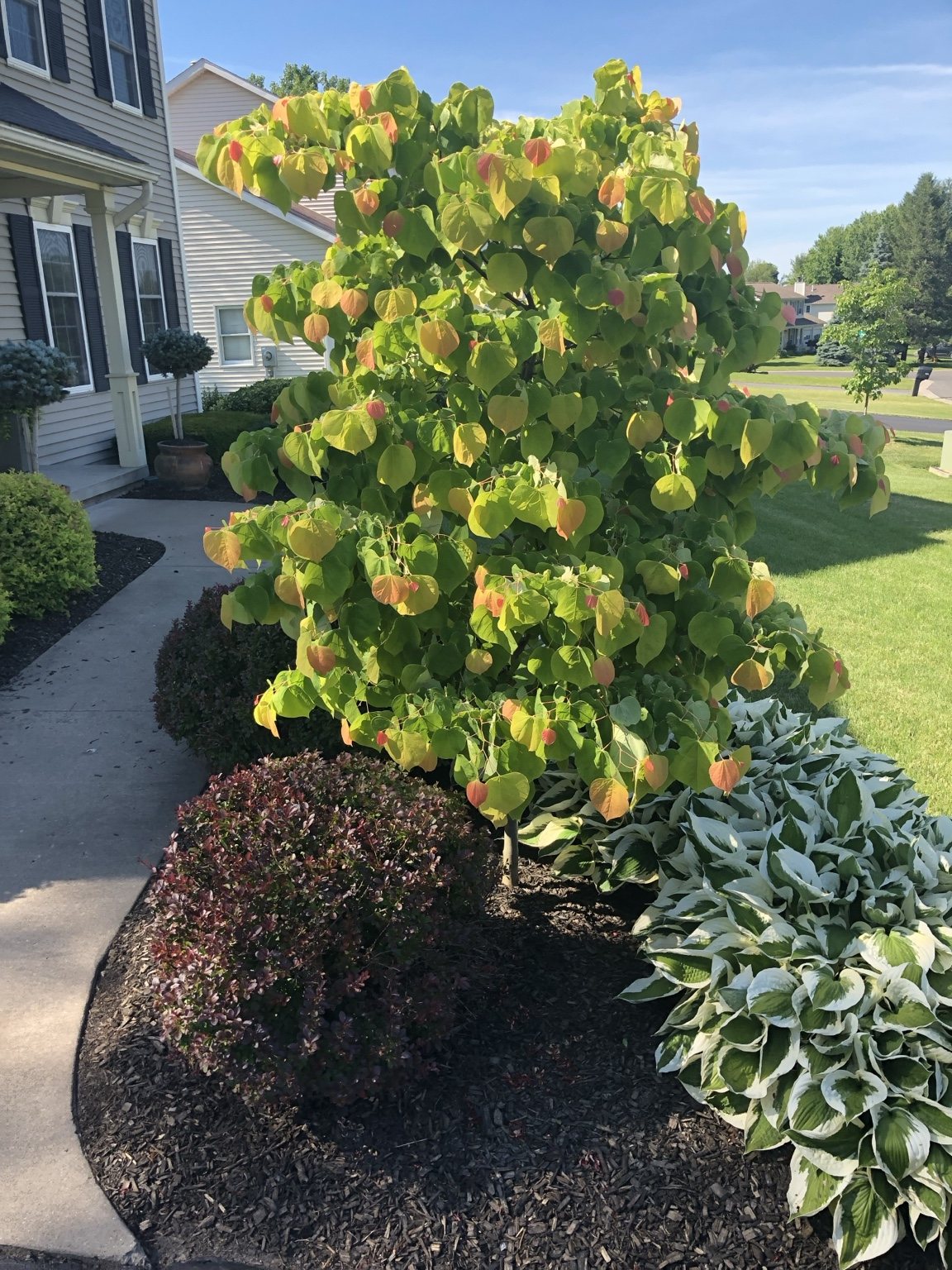 Fresh new garden growth.