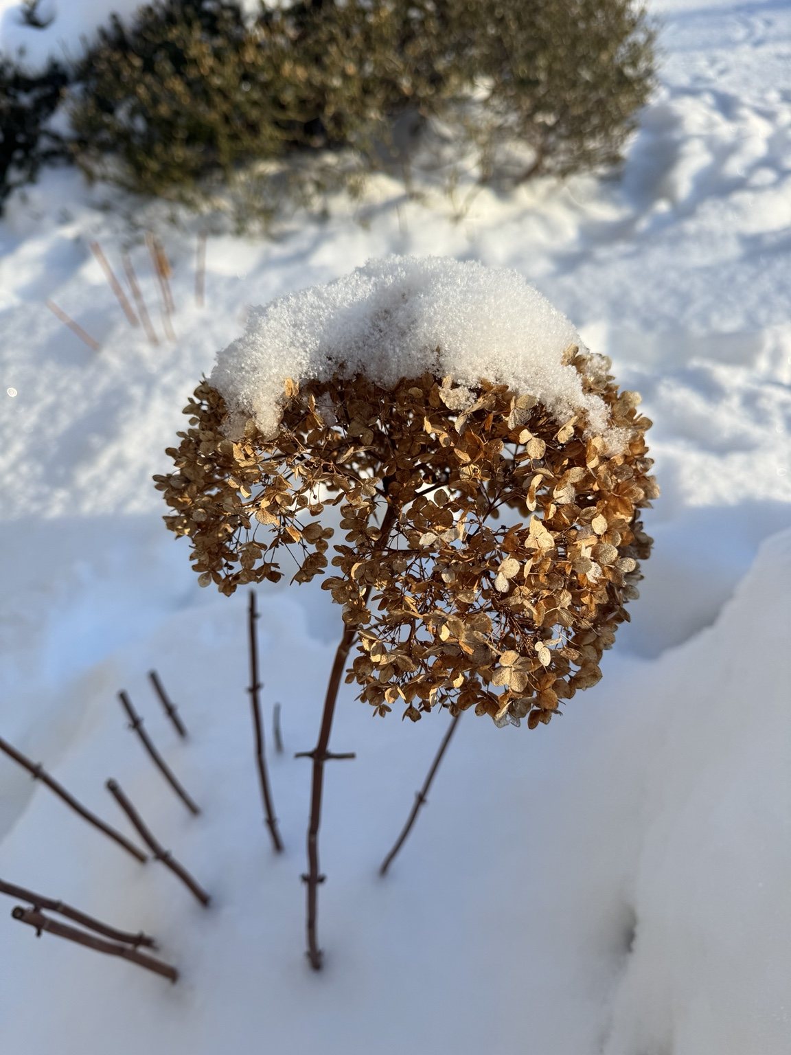 A dried hydrangea flower wearing a cap of fresh snow.