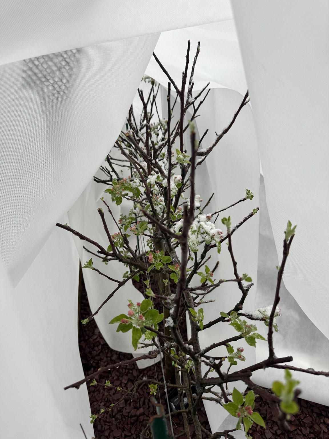 Apple branches with new buds and blossoms protected by white fabric during spring snow.