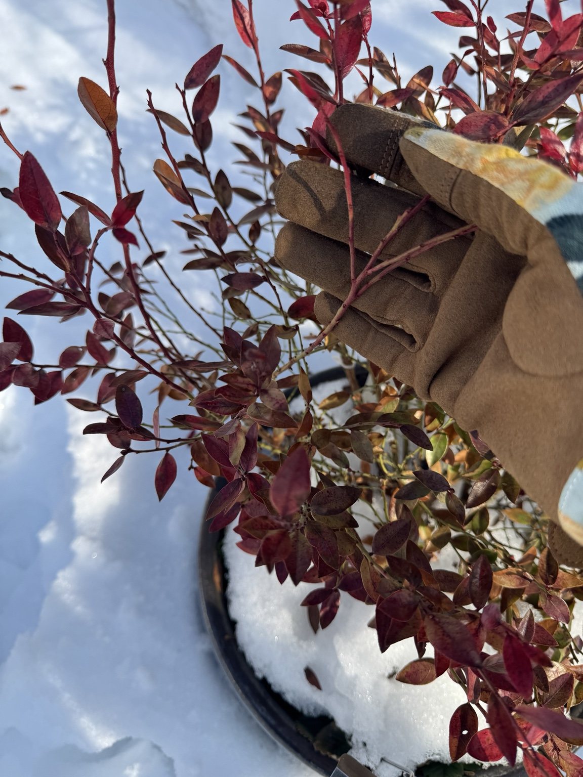 A gloved hand tending red blueberry stems above snow.