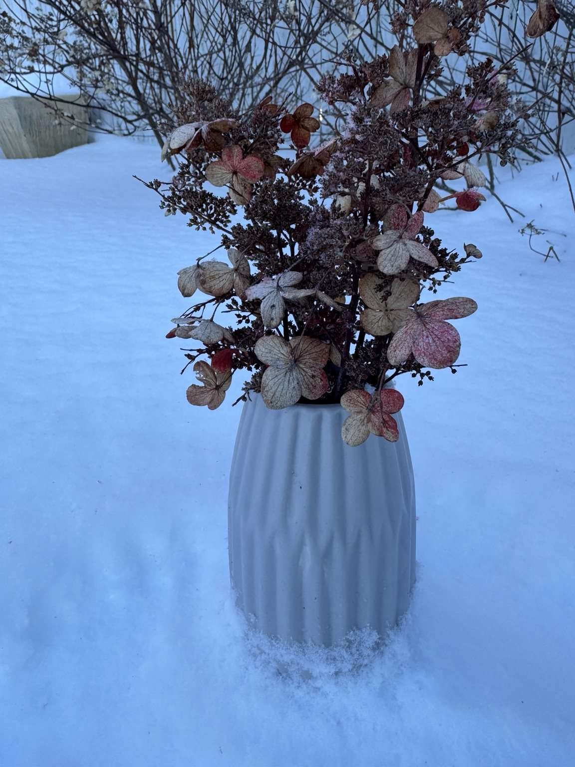 Dried hydrangeas in a white vase placed in snow.